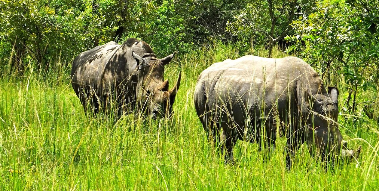Things to do in Ziwa rhino sanctuary in Nakasongola was gazetted to protect southern white rhinos in 2002 after the reintroduction of rhinos from Kenya