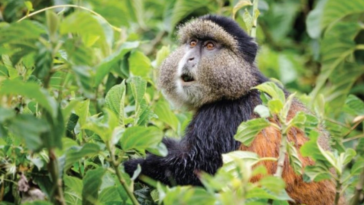 Golden monkey trekking in Uganda, A thrilling activity carried out in Mgahinga National Park, the only home to the gorgeous primate species