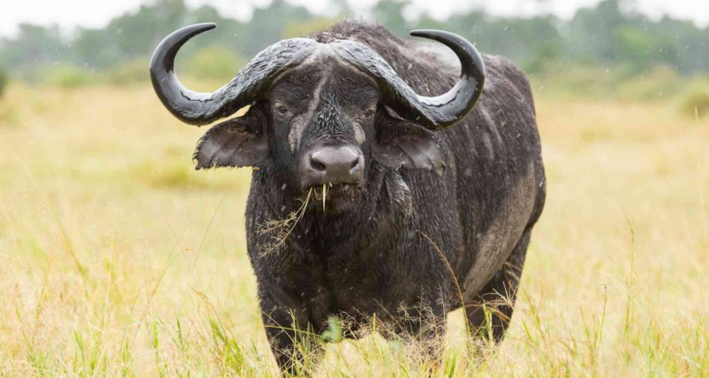 Where in Uganda can we find the big five?: Many travelers keep wondering about the meaning of the majestic Big Five! Well,