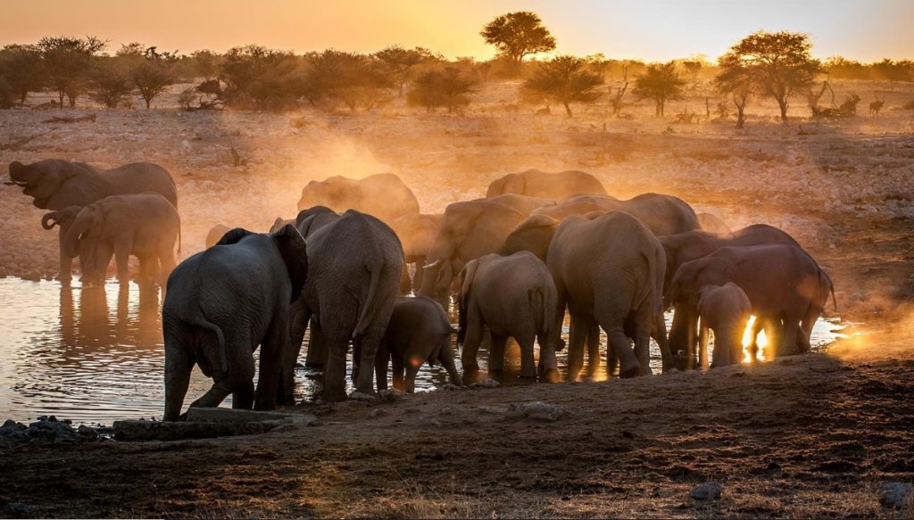 Explore the wild in Uganda’s savannah parks. the country is one of the top tourist destinations that is blessed with unique wildlife species