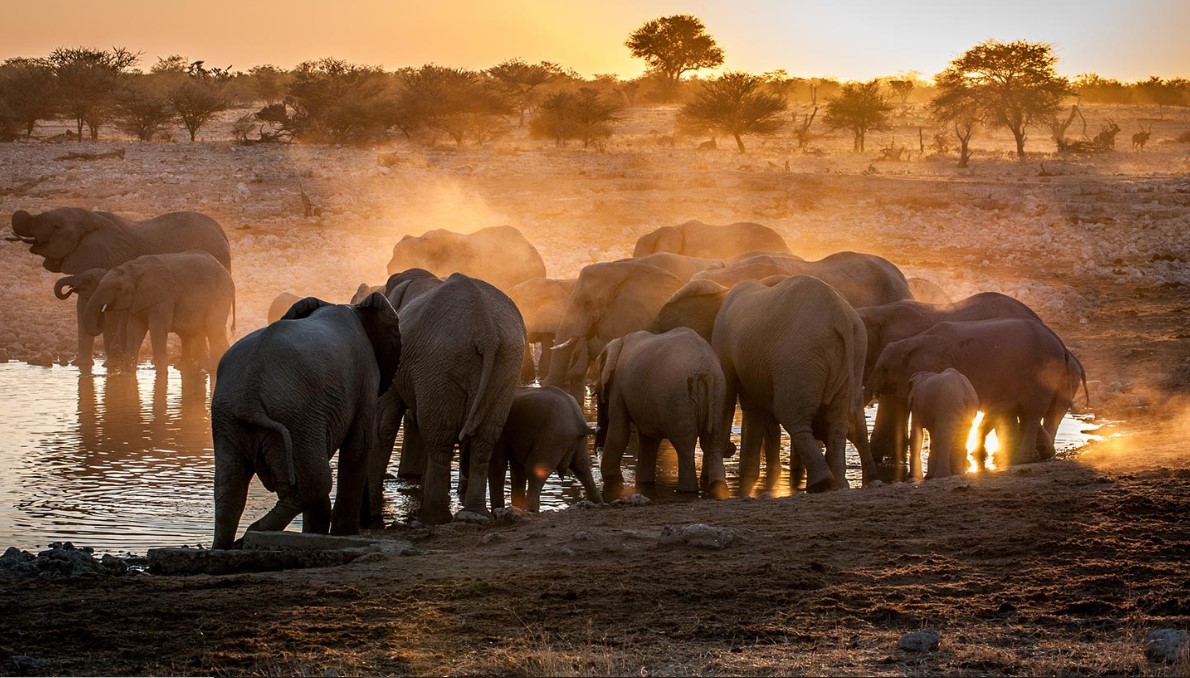 Explore the wild in Uganda’s savannah parks. the country is one of the top tourist destinations that is blessed with unique wildlife species