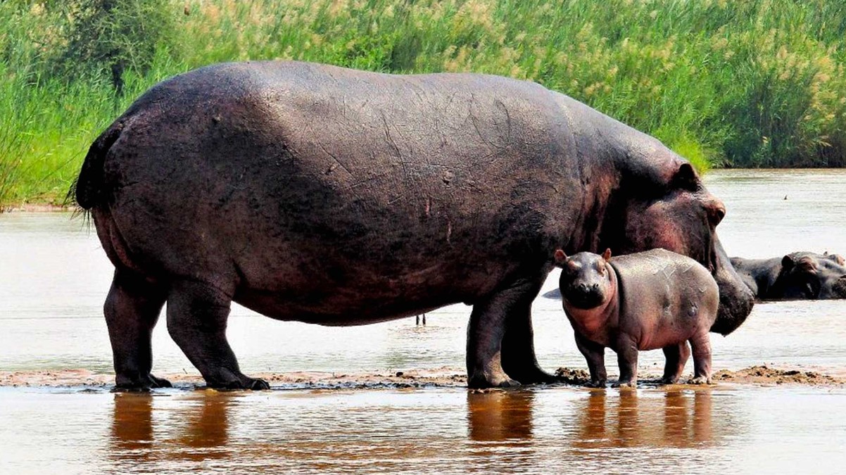 Rusizi National Park – Wildlife viewing and birdwatching near Congo border, just 15 km northwest of Bujumbura, is the most sought-after park in Burundi,