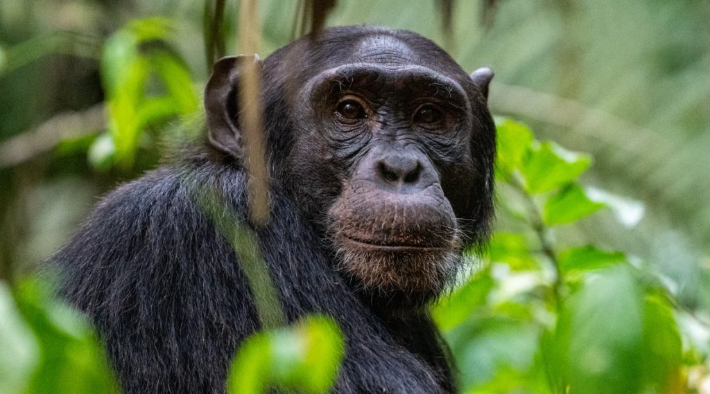 Chimpanzee trekking in Budongo Forest, Uganda's largest mahogany forest within Murchison Falls National Park boasting rich biodiversity