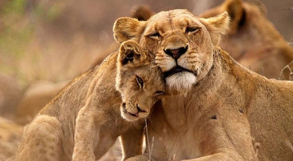 Where to see lions in Uganda: Many tourists coming to Uganda for adventure experiences opt not to miss out lions on their budget list