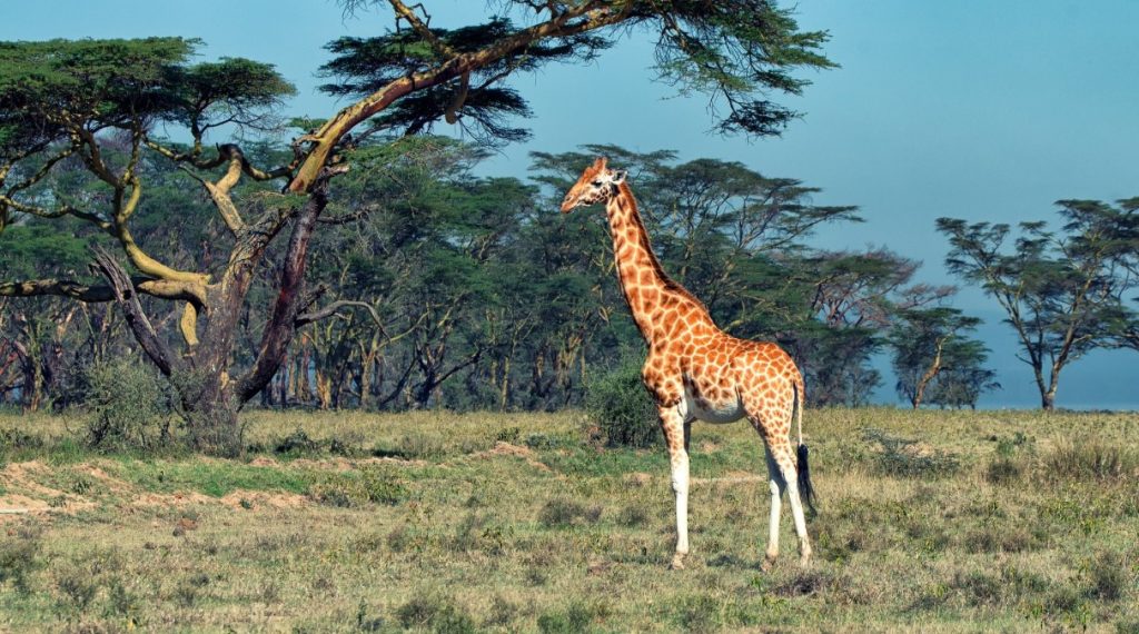 Why Uganda is a popular safari destination: Uganda is home to It has over 12 national parks located in different parts of the country