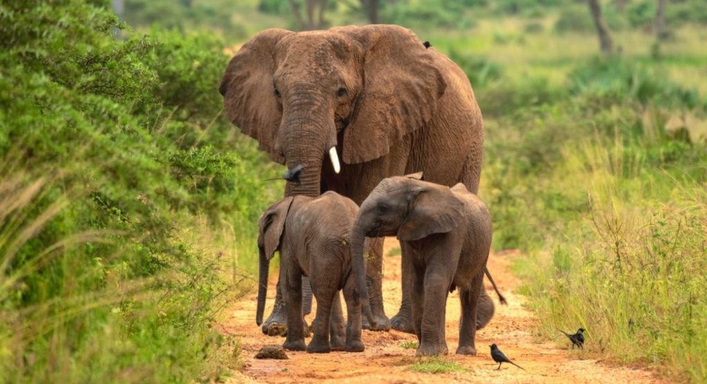 Akagera National Park attractions are those things that draw visitors to the park for adventure every year in the eastern part of Rwanda