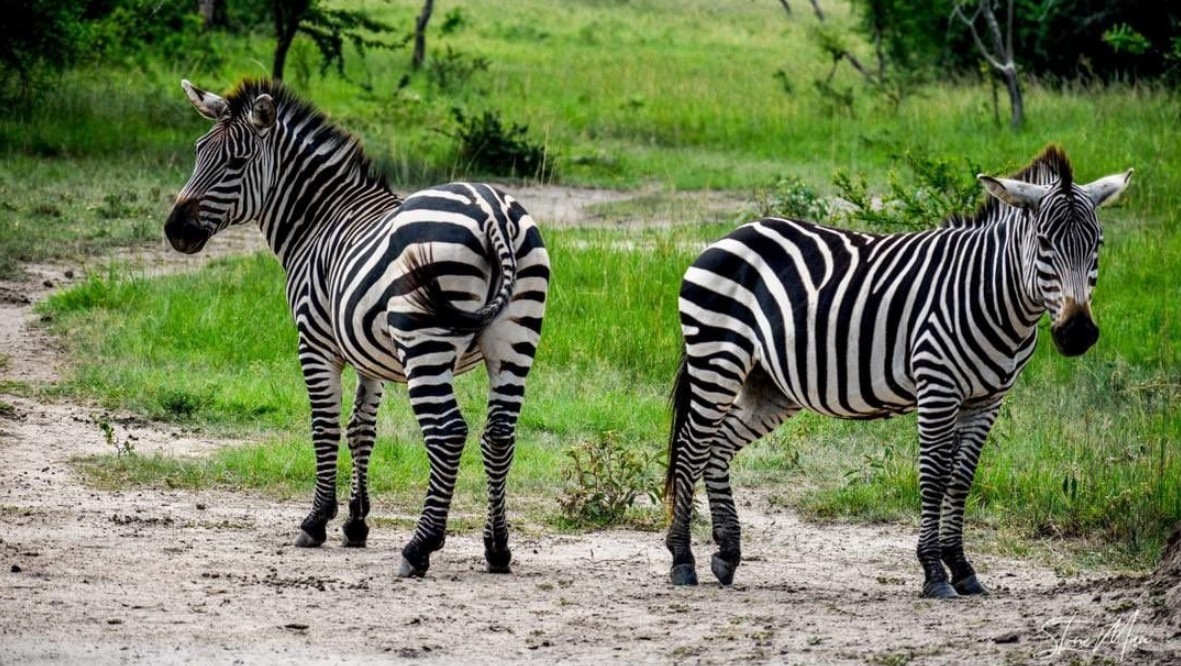 Lake Mburo National Park is the best place to see zebras in Uganda