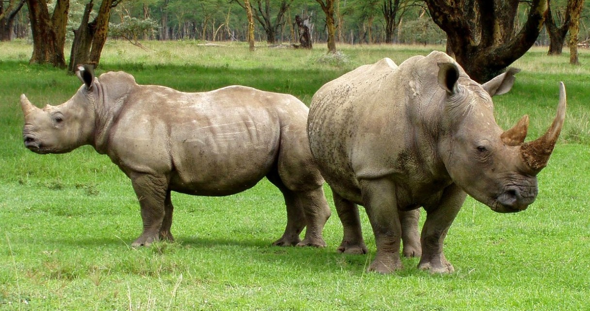 Southern White Rhinos in Ajai Wildlife Reserve: In January 2026, this Reserve became the second home of southern white rhinos in Uganda