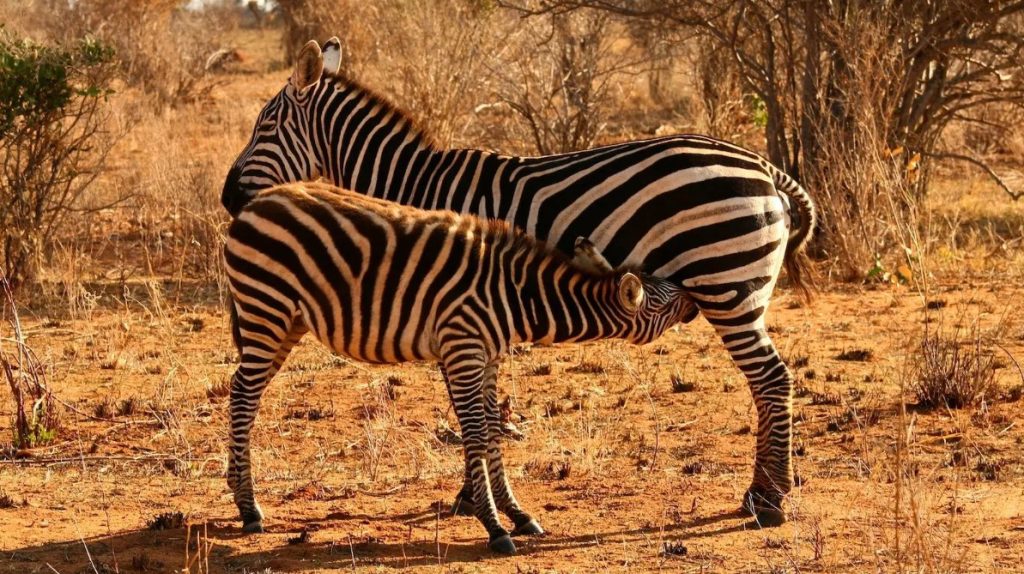Where to spot zebras in Uganda: one of the exceptional safari destinations that tourists from across the globe choose as their number one option