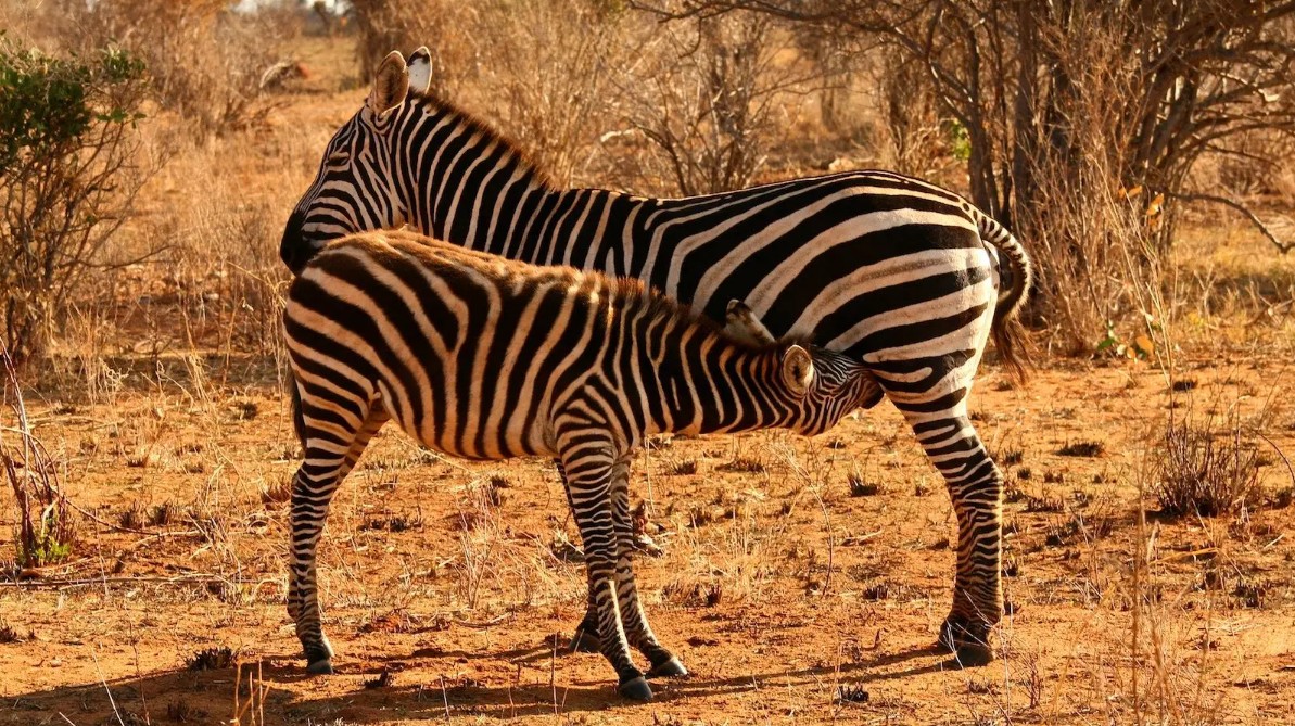 Where to spot zebras in Uganda: one of the exceptional safari destinations that tourists from across the globe choose as their number one option