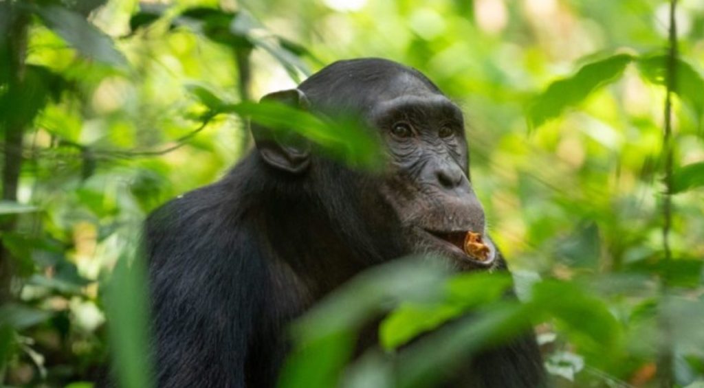 Discounted chimpanzee permits for Kibale Forest National Park a popularly known for chimpanzees worldwide with more than half of those left in the world