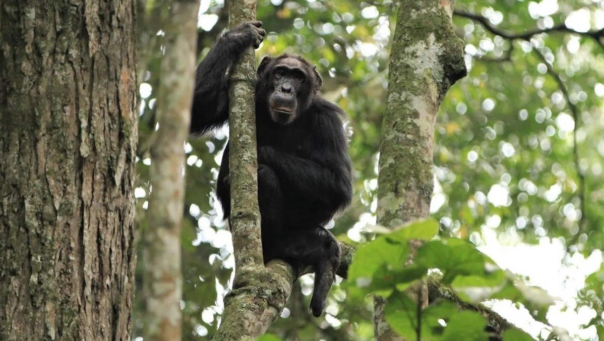 Trekking chimpanzees of Kyambura Gorge 2027