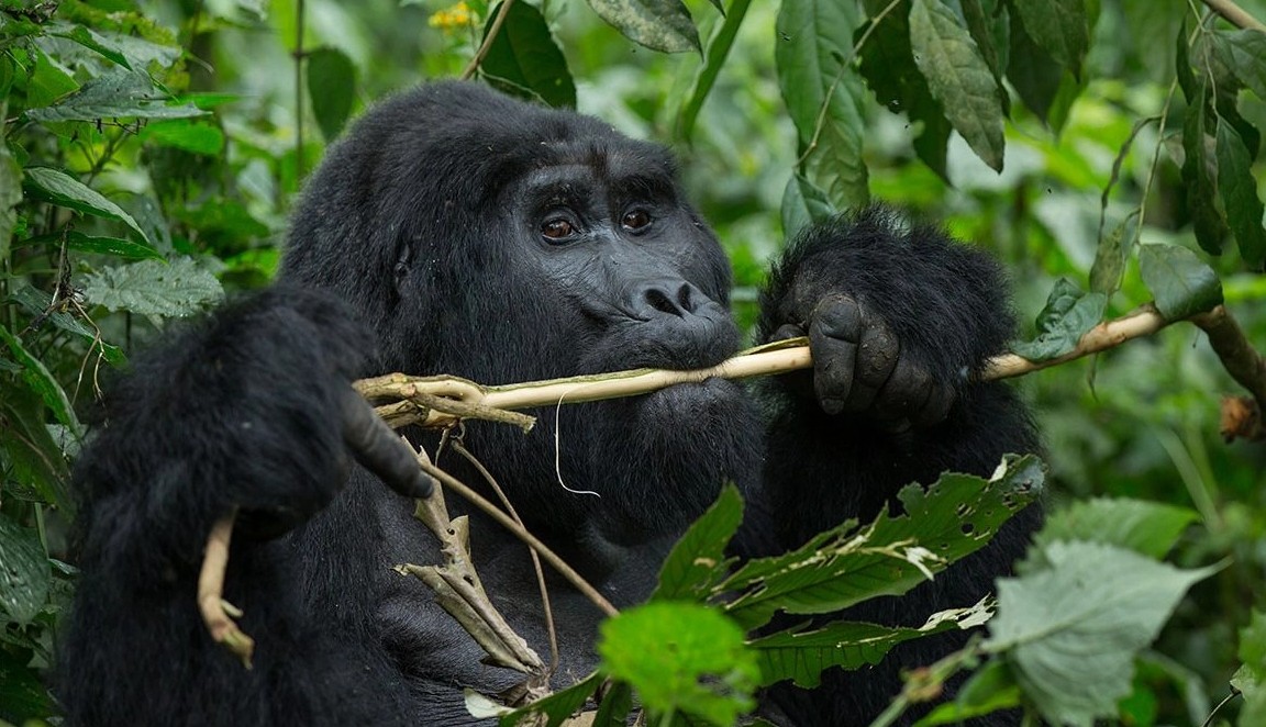 Two more gorilla groups opened for gorilla trekking in Bwindi